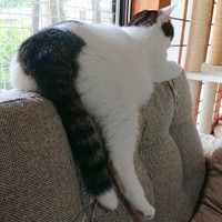 ここが一番落ち着くわ。なんかおかしい？