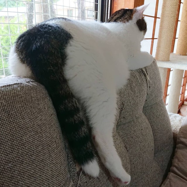 ここが一番落ち着くわ。なんかおかしい？