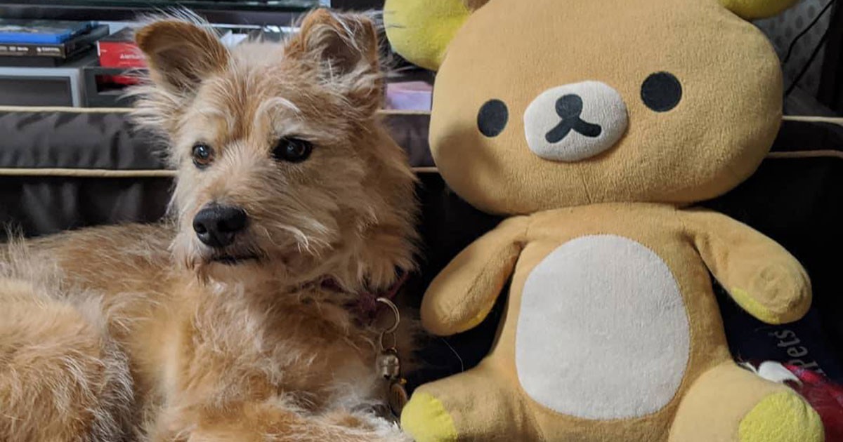 お気に入りのぬいぐるみとくつろぎ中 和洋MIX犬「モコ」 | 「犬や猫と