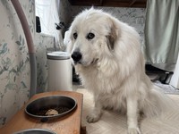 3歳になった今も、お散歩トレーニングや「待て」の練習を継続しているというセレネちゃん（画像提供：セレネちゃんの飼い主さん）