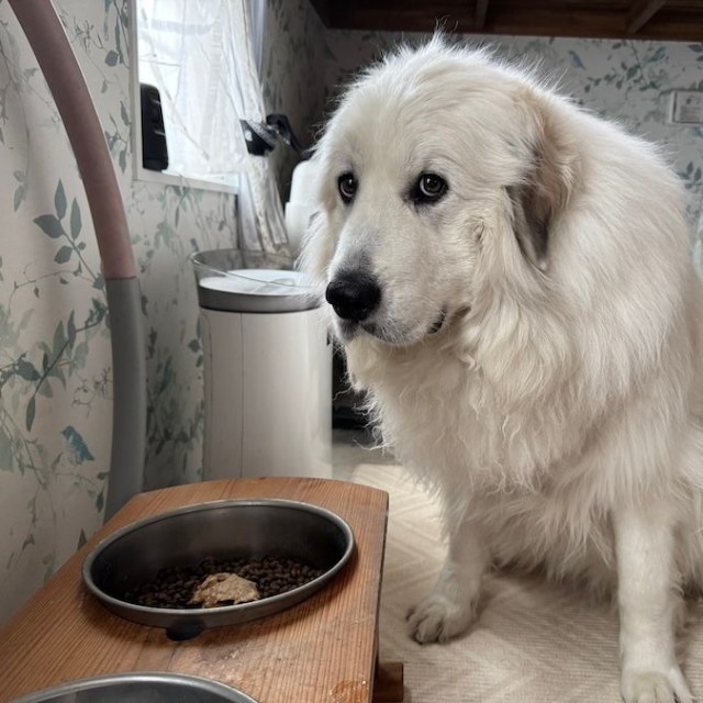 3歳になった今も、お散歩トレーニングや「待て」の練習を継続しているというセレネちゃん（画像提供：セレネちゃんの飼い主さん）