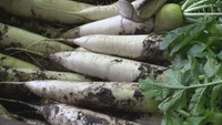 みずみずしく豊かな甘さ「ひるぜん大根」の出荷始まる