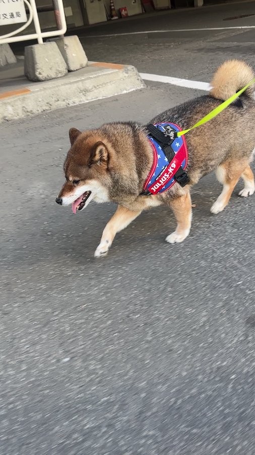 柴犬と暮らす上で毎日のお散歩は必須（動画からキャプチャー／提供：あずはな|おとーぽんの方 さん @shibainu_hanazu）