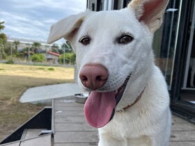 出会いを待ってます　「パナソニック保護犬猫譲渡会」に参加予定の犬や猫（１）