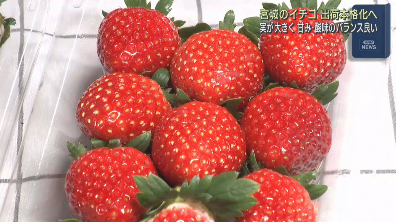 仙台いちごの出荷式　身が大きく品質が良い　仙台市中央卸売市場