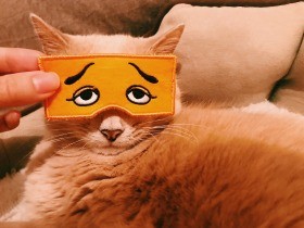 保護猫「水丸さん」だってツラいよ　花粉症の連発くしゃみと悪夢