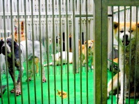 犬や猫「殺処分数」にカウントされない殺処分　専門家から懸念も