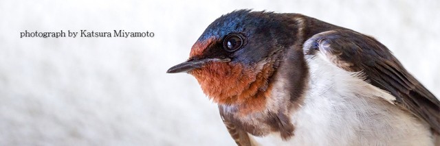 宮本さんが野鳥の世界に引き込まれた、ツバメ（提供）