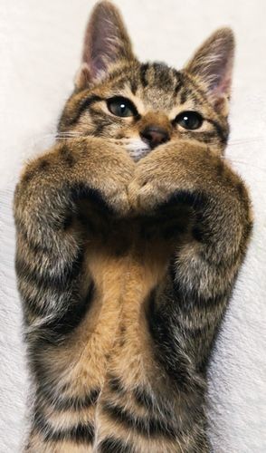 「ハートをお届け」（へそ天にゃんこ/三笠書房）