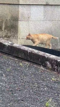 寺院内で猫を発見。 ※荒城祥善さんのX動画より抜粋