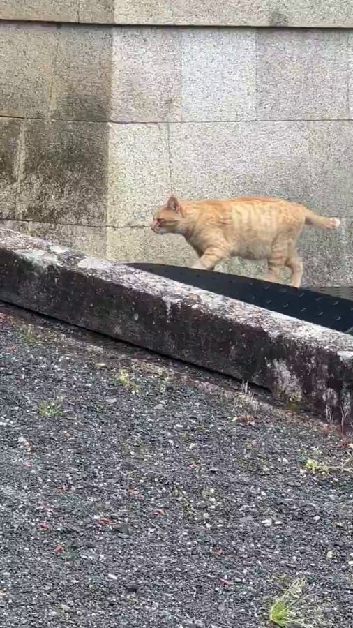 寺院内で猫を発見。 ※荒城祥善さんのX動画より抜粋