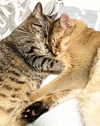 額をくっ付けてすやすや…（左から）蓮くんと瑠偉くん（画像提供：うにねこさん）