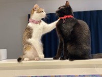 3匹目に迎えたロアちゃんから「がんばれよ」と声をかけられる？