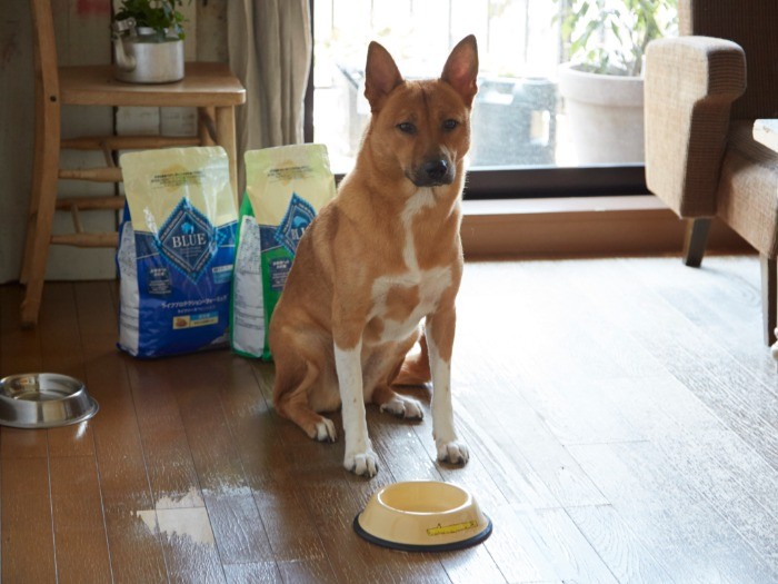 ごちそうさまでした！と満足げに小林さんを見つめる