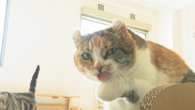 猫は「なぜ顔を洗う？」「猫舌なの？」「犬どちらが賢い？」　大学教授に聞いてみた【みんなのハテナ】