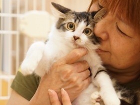 猫仕様に自宅を改装、庭に保護猫シェルター　女性会社員の思い