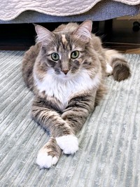 飼い主さんに見守られながら過ごすここちゃん（画像提供：mycsさん）