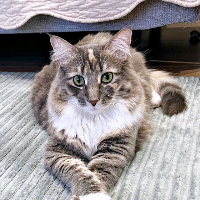 飼い主さんに見守られながら過ごすここちゃん（画像提供：mycsさん）