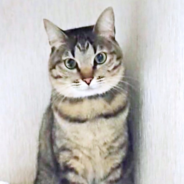 飼い主さんをじっと見つめるよもぎちゃん（画像提供：きのひとまるさん）