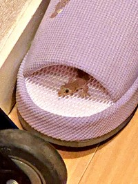 「何かいる！？」 スリッパから顔をのぞかせるニホンヤモリの永井さん（画像提供：ヤム＠ヤム烈さん）