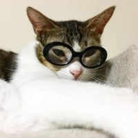 眼鏡、とても似合うにゃ