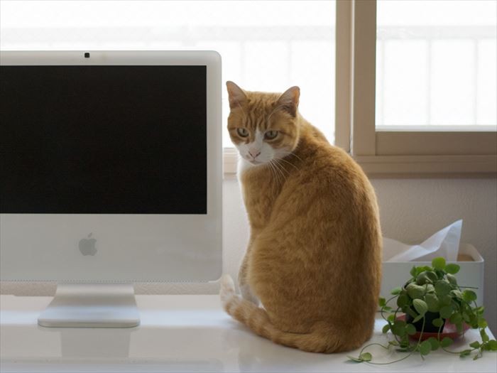 「この窓が一番逃げやすいんだけど、僕は網戸を開けられないんだ」（小林写函撮影）