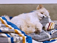 朝散歩で充電切れになったちくわくん（画像提供：ちくわ君 シーポメさん）