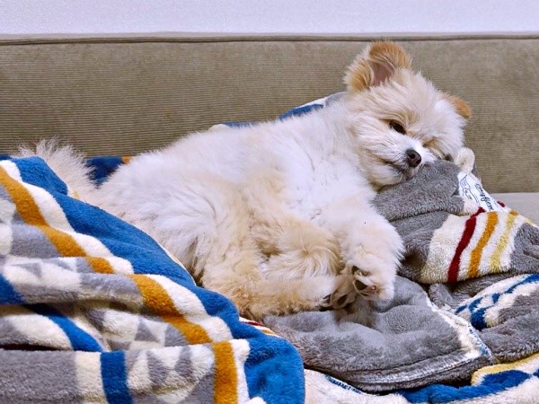 朝散歩で充電切れになったちくわくん（画像提供：ちくわ君 シーポメさん）