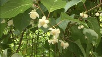 夏の訪れ告げるマタタビの白い葉…この時季だけの風物詩　岡山・新見市