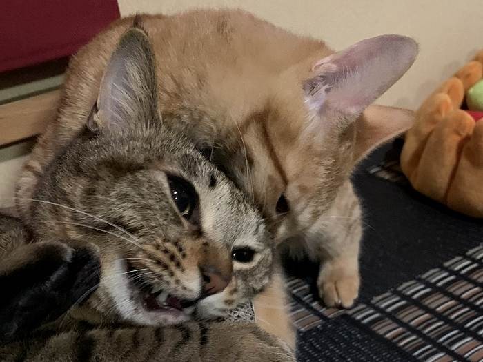 お兄ちゃん猫レオくん（下）は動じない