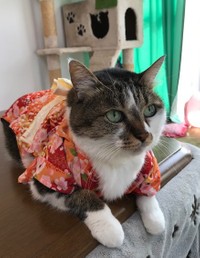 おめかししてみたにゃ