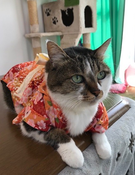 おめかししてみたにゃ