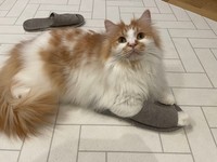 スリッパ温めておいたにゃ＝ぽてこゆこめ+うなさん（@potechi_nikki）提供