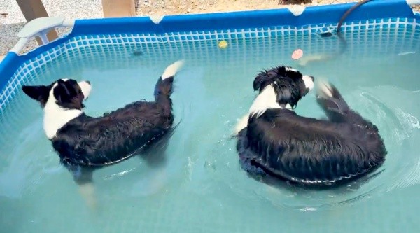 「回れ」と声をかけると、そろって回り始めた（左から）すばるくん、ディークスくん（画像提供：A&Dさん）