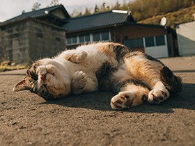 福島原発事故の被災地　進まぬ帰還、取材にも大喜びする犬猫たち