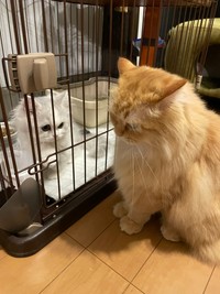 のぞいてたら猫パンチされて凹んでるエマちゃん（提供写真）