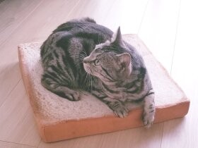 妹猫をしっぽであやす優しいアニキ　アメショの「松風」