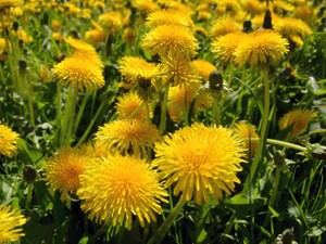 祖父とつくしを摘み、祖母がおひたしに。春の香りと味は奇跡だった