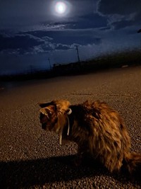 家族の間では、レイ散歩と呼んでいた