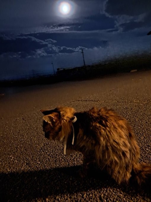 家族の間では、レイ散歩と呼んでいた