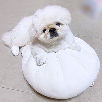 クッション気持ちいい！ のんびりするぱるくん（画像提供：ペキニーズのぱるくん）