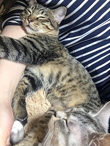 ちくわはフレンドリーで、初日からべったり甘えました。「空気が読めて、少し犬のような感じも」とさわたさん（さわたさん提供）