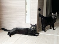 弟猫・ぼたもちくん（左）とおはぎちゃん（右）（画像提供：黒猫おはぎ 林遊眠@劇団ショウダウンさん）