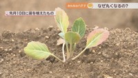 2月10日に苗を植えたキャベツ