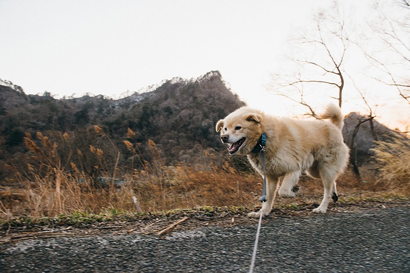 「シロ」は散歩のあいだ中、笑顔。週に数回の自由時間（2013年10月28日撮影）