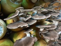 （渡辺海さん提供）