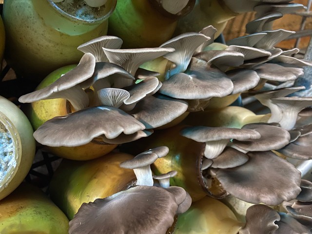 （渡辺海さん提供）