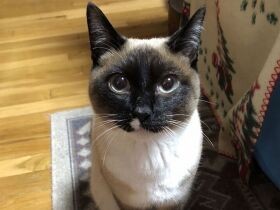 「かみかみ王子」と呼ばれていた猫　おおらかな家に迎えられ、のびのび成長中