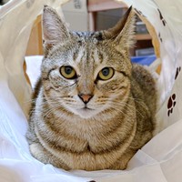 ふっくら、凛々しい美ニャンへと成長したぺこちゃん（画像提供：がっちゃん（がつこ）さん）