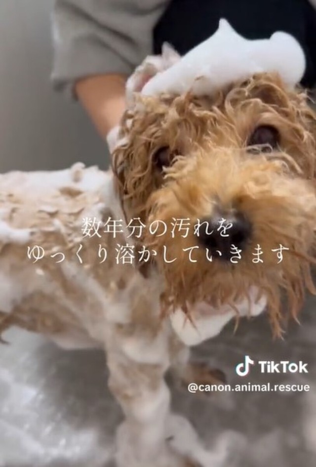 「数年分の汚れをゆっくり溶かしていきます」／カノンアニマルレスキューさん（@canon.animal.rescue）提供